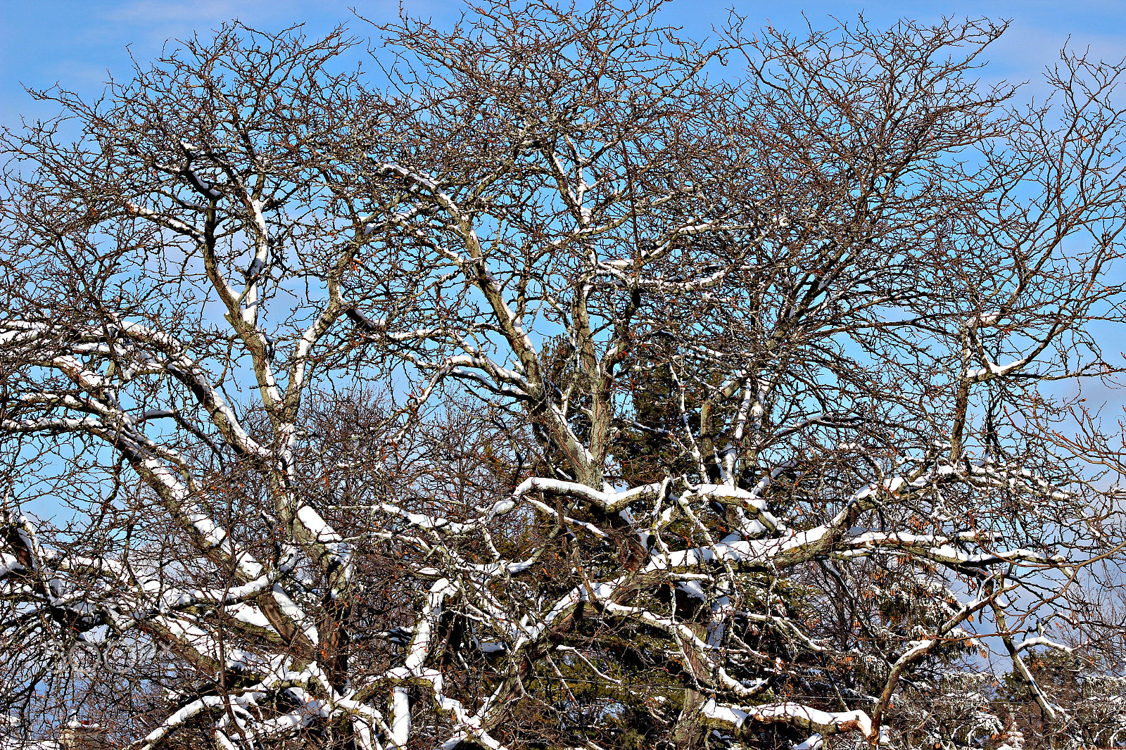 Canon EF 75-300mm f/4-5.6 USM sample photo. Winter time in ontario photography