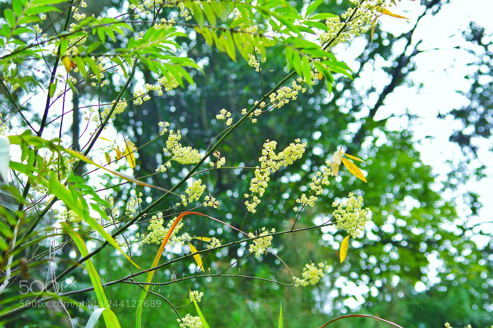 Pentax K-3 II sample photo. Untitled photography