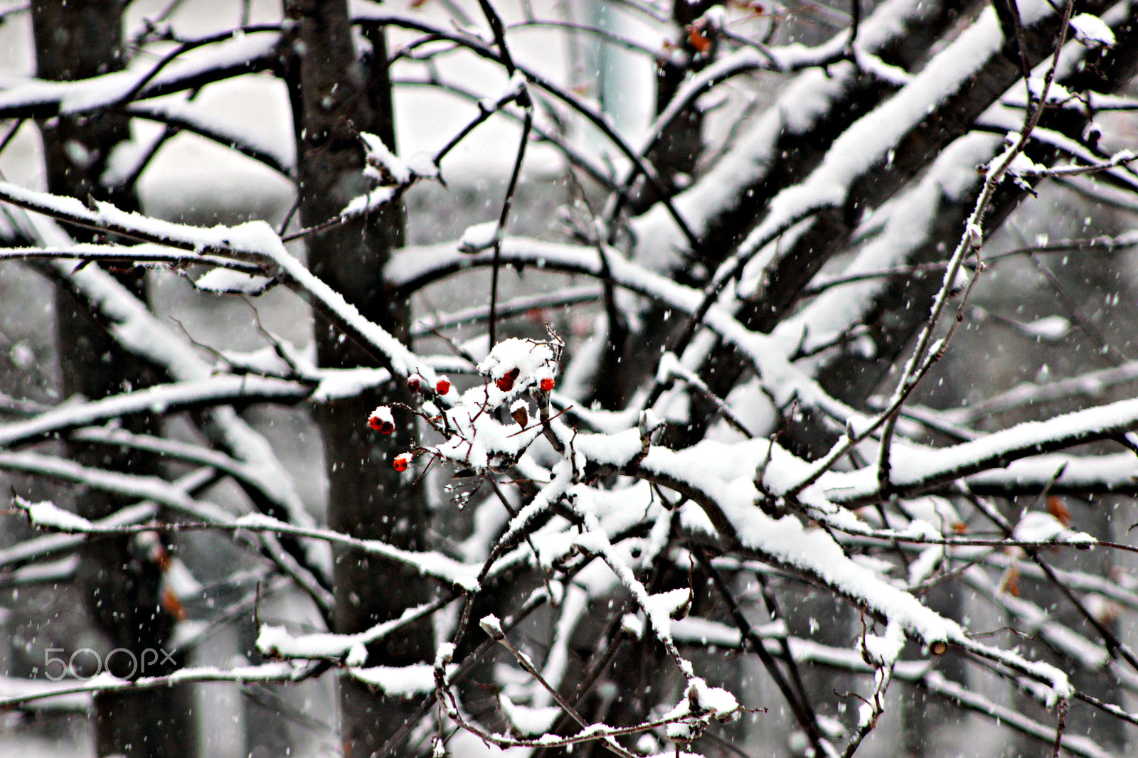Canon EF 75-300mm f/4-5.6 USM sample photo. Winter time in ontario photography