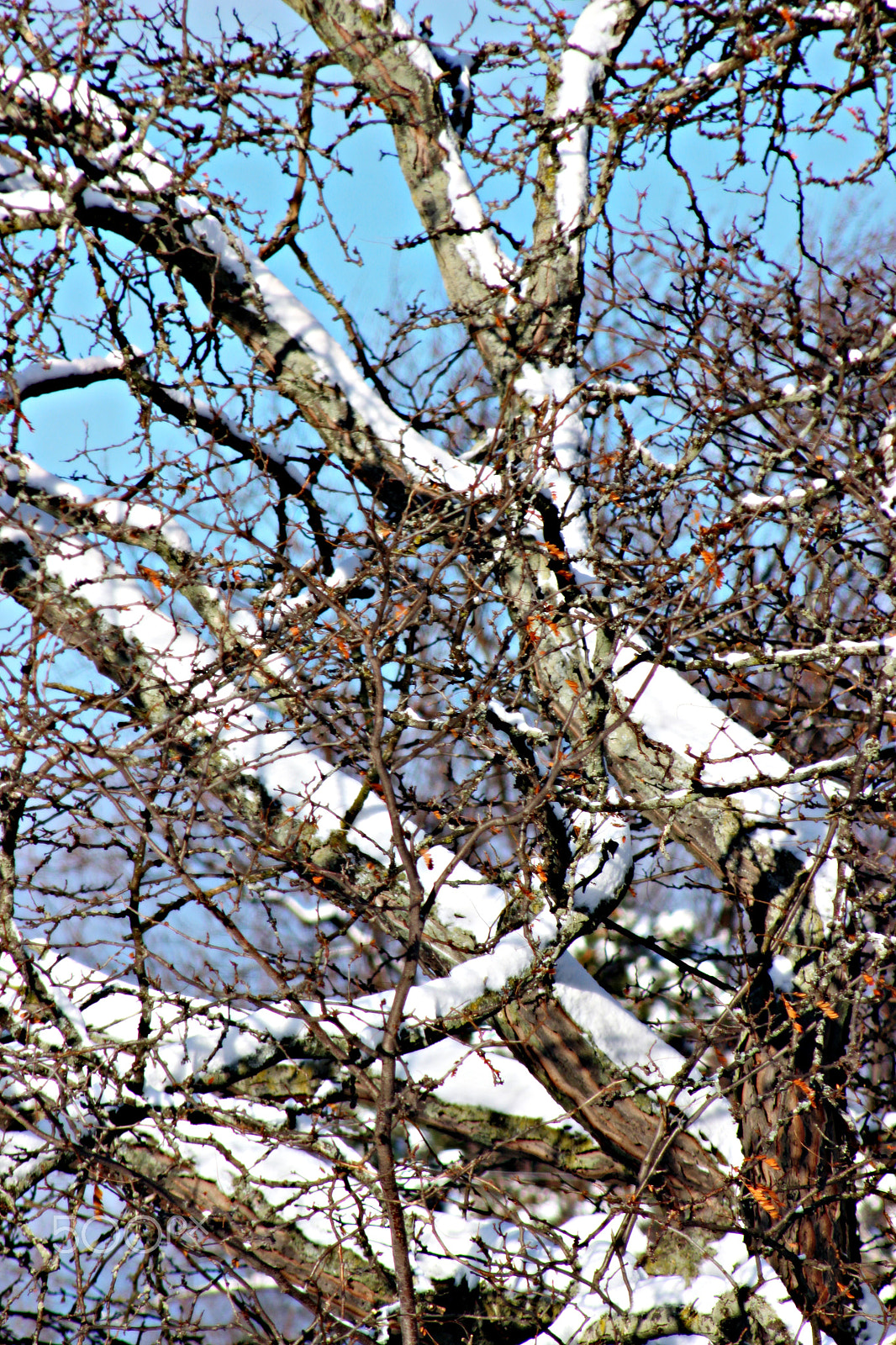 Canon EF 75-300mm f/4-5.6 USM sample photo. Winter time in ontario photography