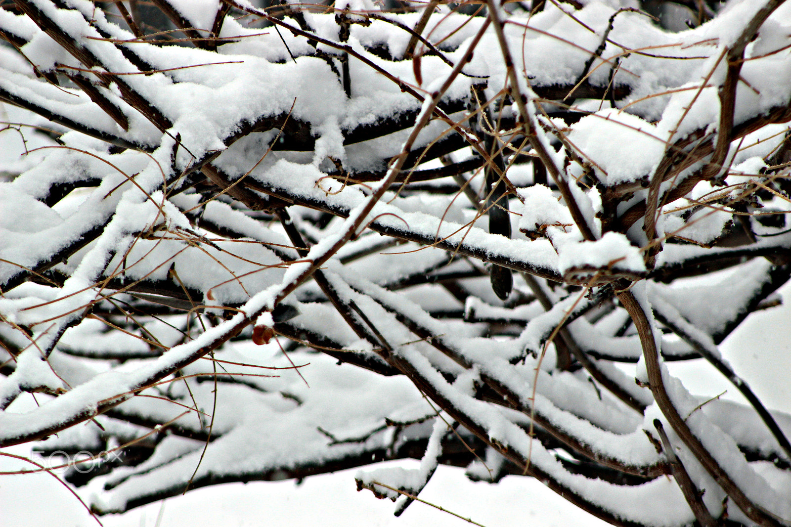 Canon EF 75-300mm f/4-5.6 USM sample photo. Winter time in ontario photography