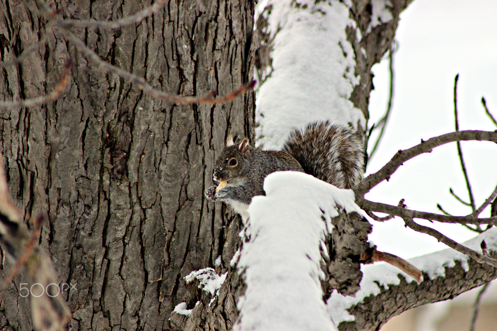 Canon EF 75-300mm f/4-5.6 USM sample photo. Winter time in ontario photography
