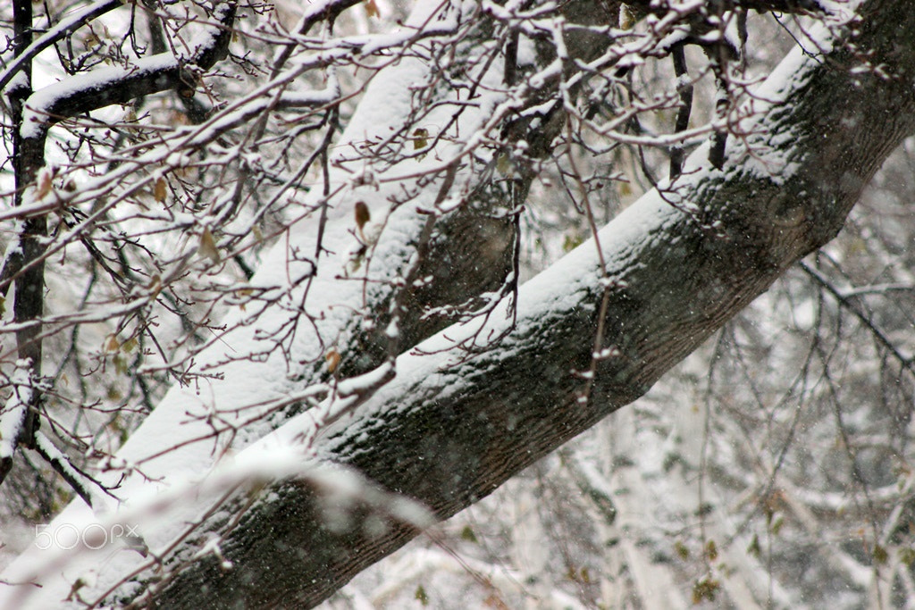 Canon EF 75-300mm f/4-5.6 USM sample photo. Winter time in ontario photography