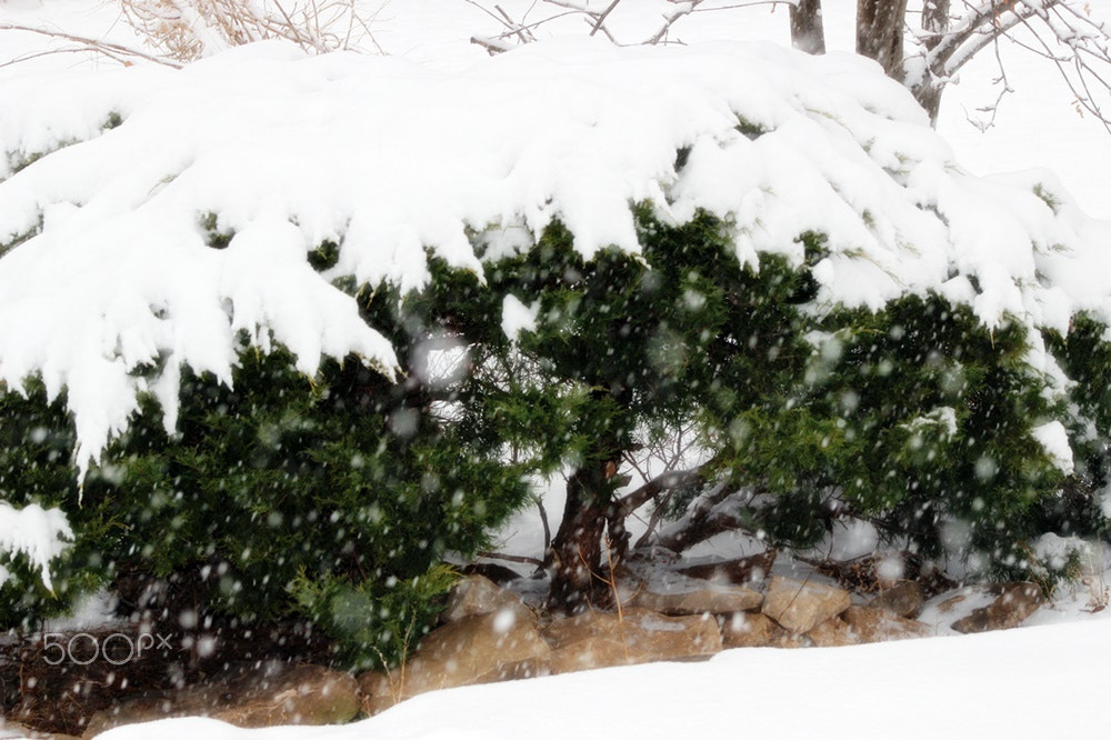 Canon EF 75-300mm f/4-5.6 USM sample photo. Winter time in ontario photography