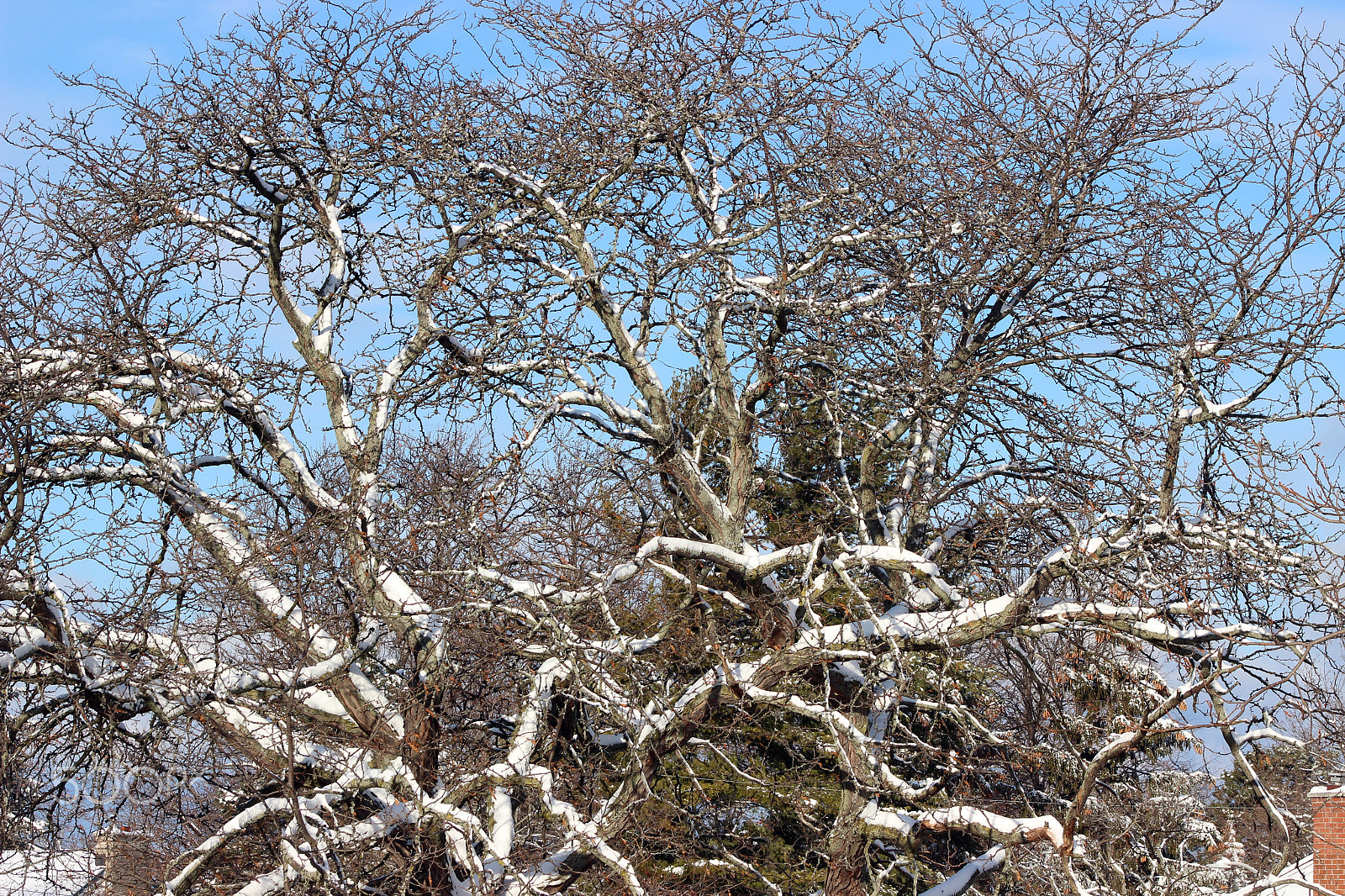 Canon EF 75-300mm f/4-5.6 USM sample photo. Winter time in ontario photography