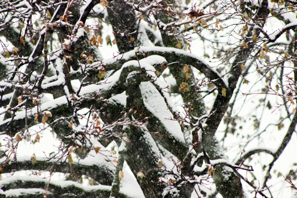Canon EF 75-300mm f/4-5.6 USM sample photo. Winter time in ontario photography