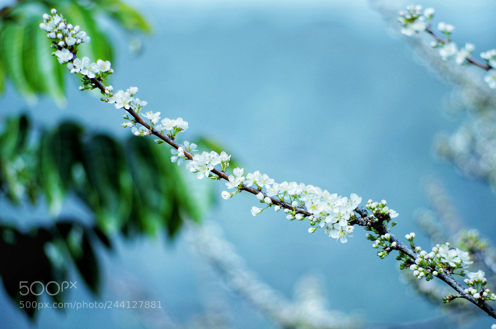 Pentax K-3 II sample photo. Untitled photography