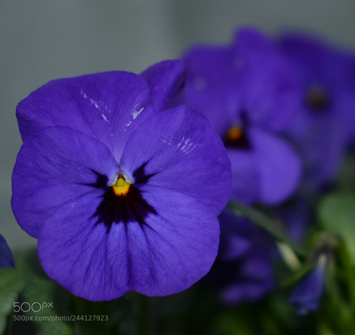 Nikon D3400 sample photo. Purplebluepower photography