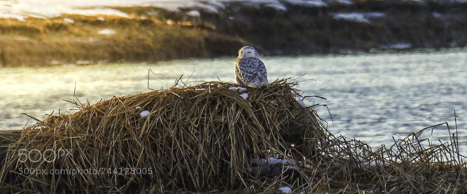 Nikon D810 sample photo. Snowy at sunset photography