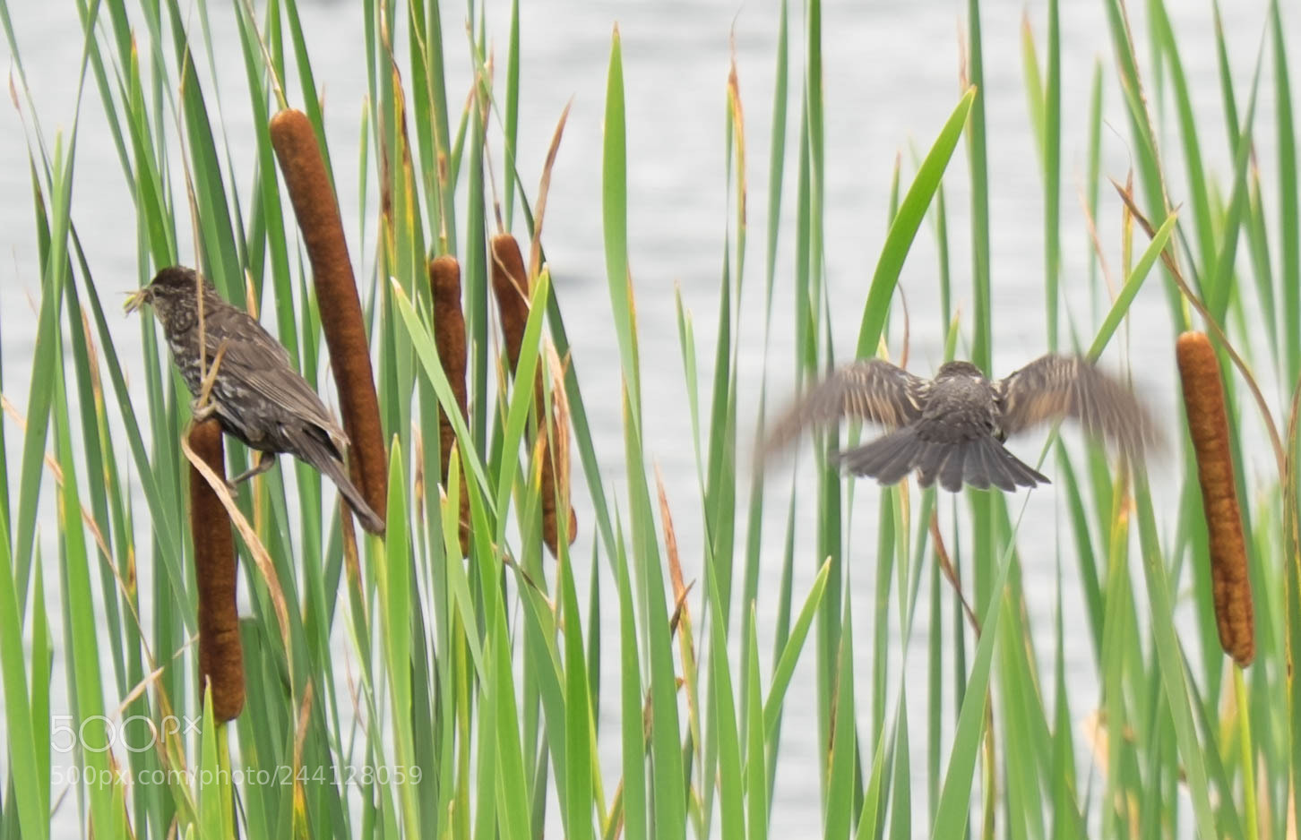 Fujifilm X-T1 sample photo. Songthrush in the pond photography