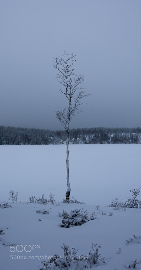 Nikon D7200 sample photo. The lonely birch photography