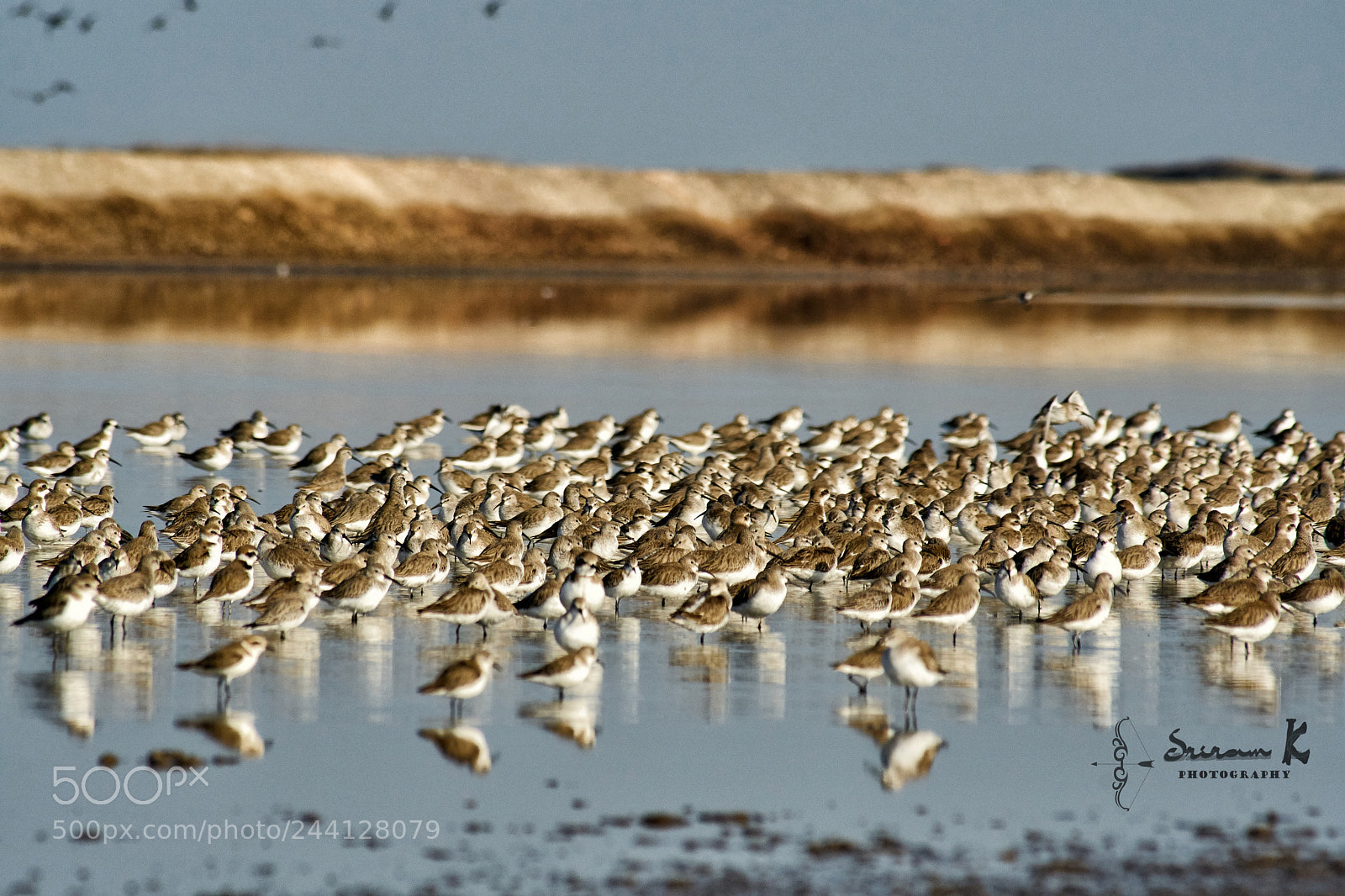 Sony ILCA-77M2 sample photo. Bristle tighed curlew photography