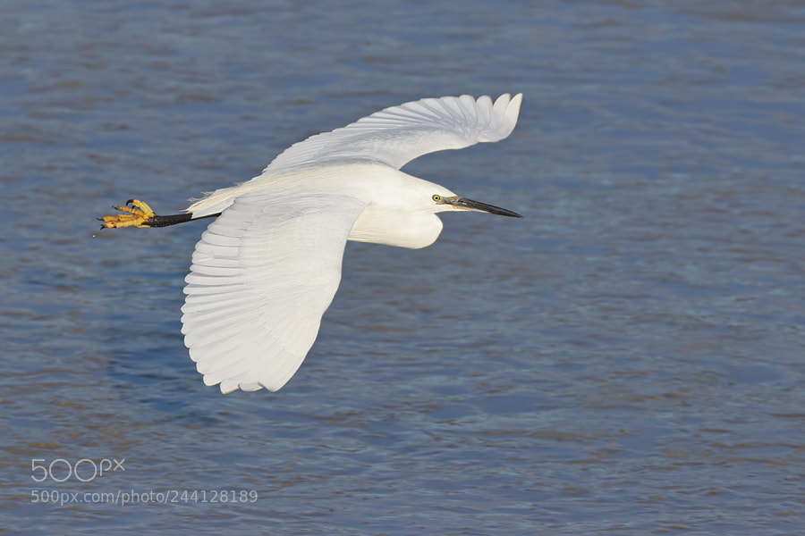 Canon EOS 7D Mark II sample photo. Little egret photography