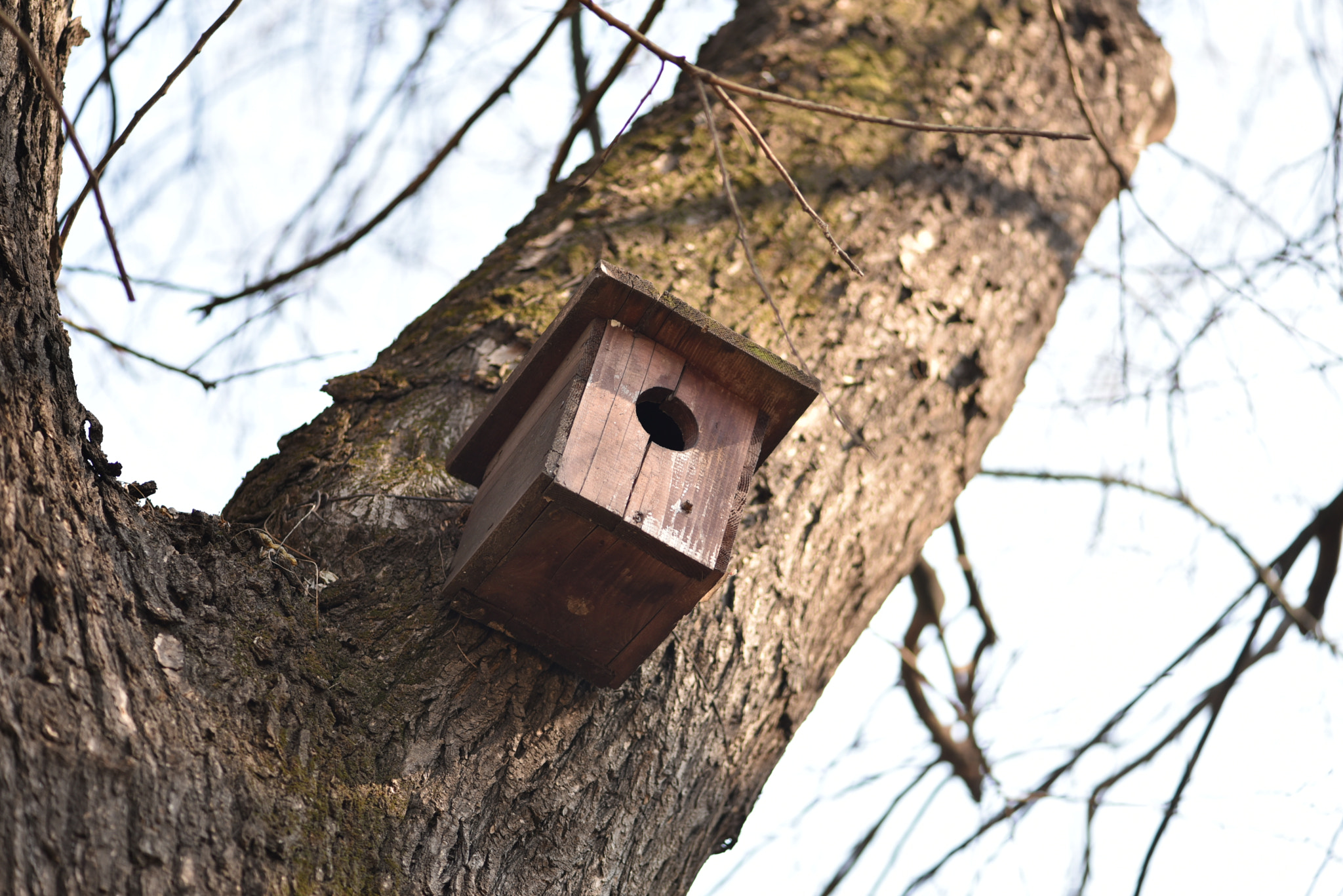 Nikon AF-S Micro-Nikkor 105mm F2.8G IF-ED VR sample photo. Bird house photography