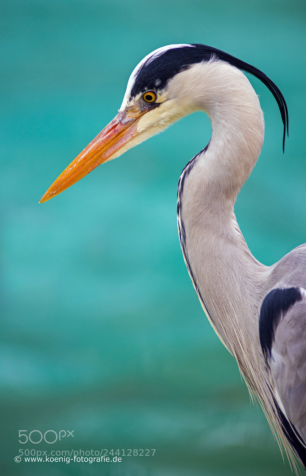Nikon D800 sample photo. Gray heron photography