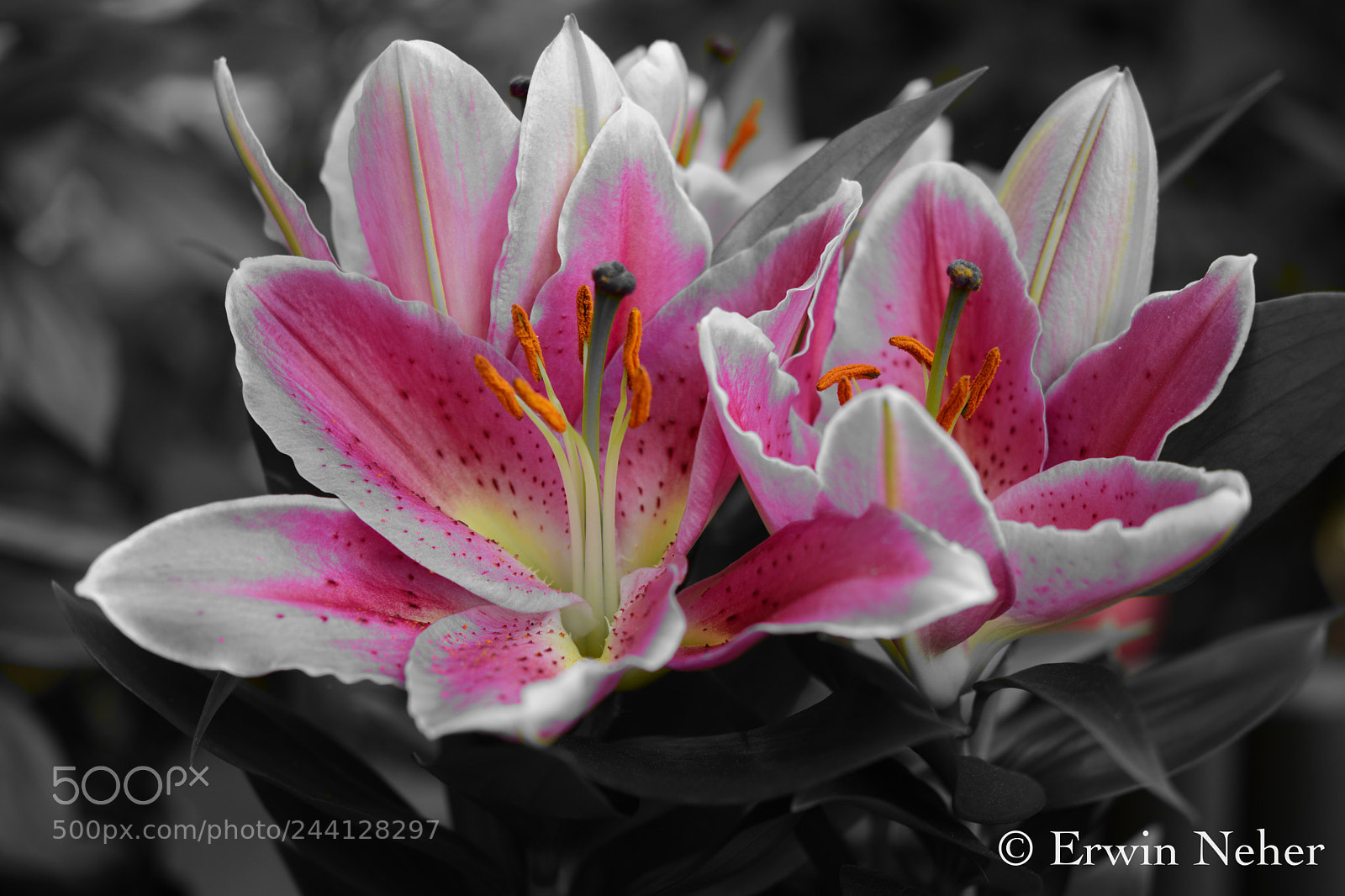 Nikon D7100 sample photo. Flower photography
