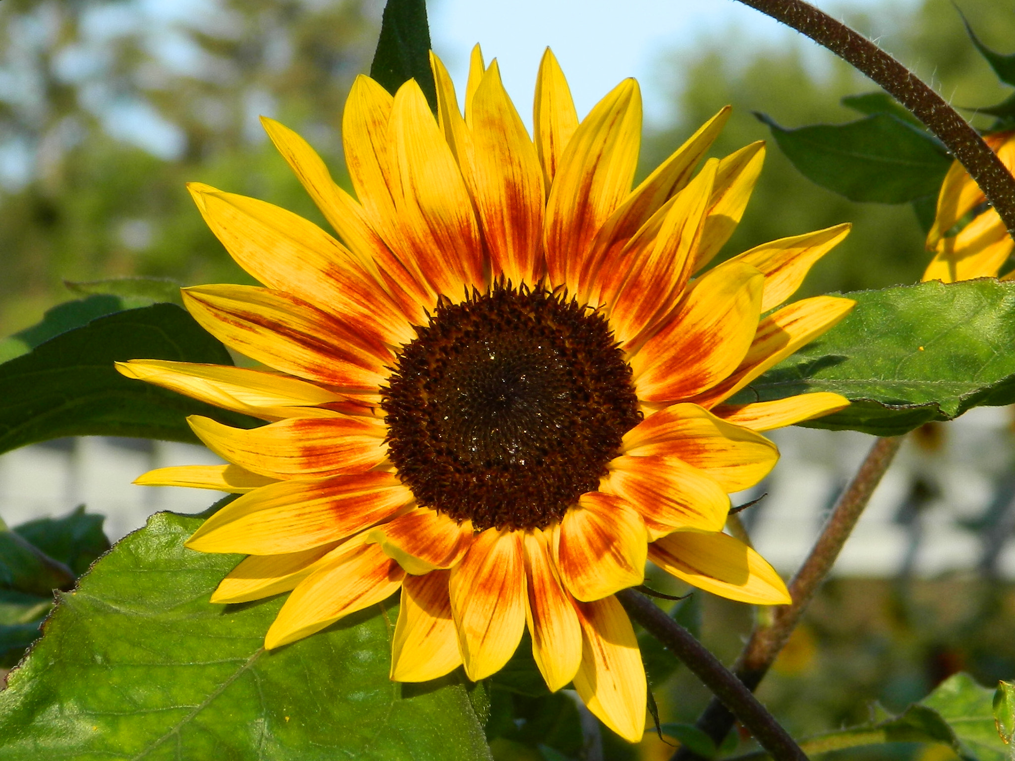 Nikon COOLPIX L310 sample photo. Sunflower photography