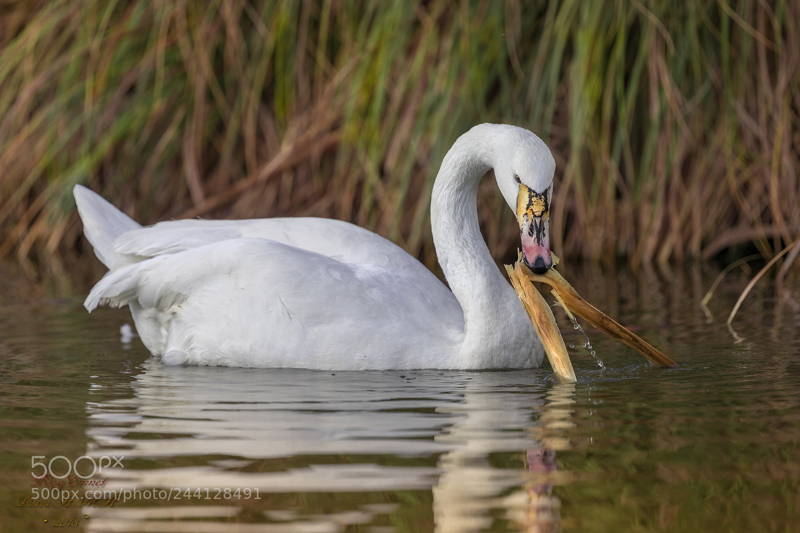 Canon EOS-1D X Mark II sample photo. Swan come on to photography