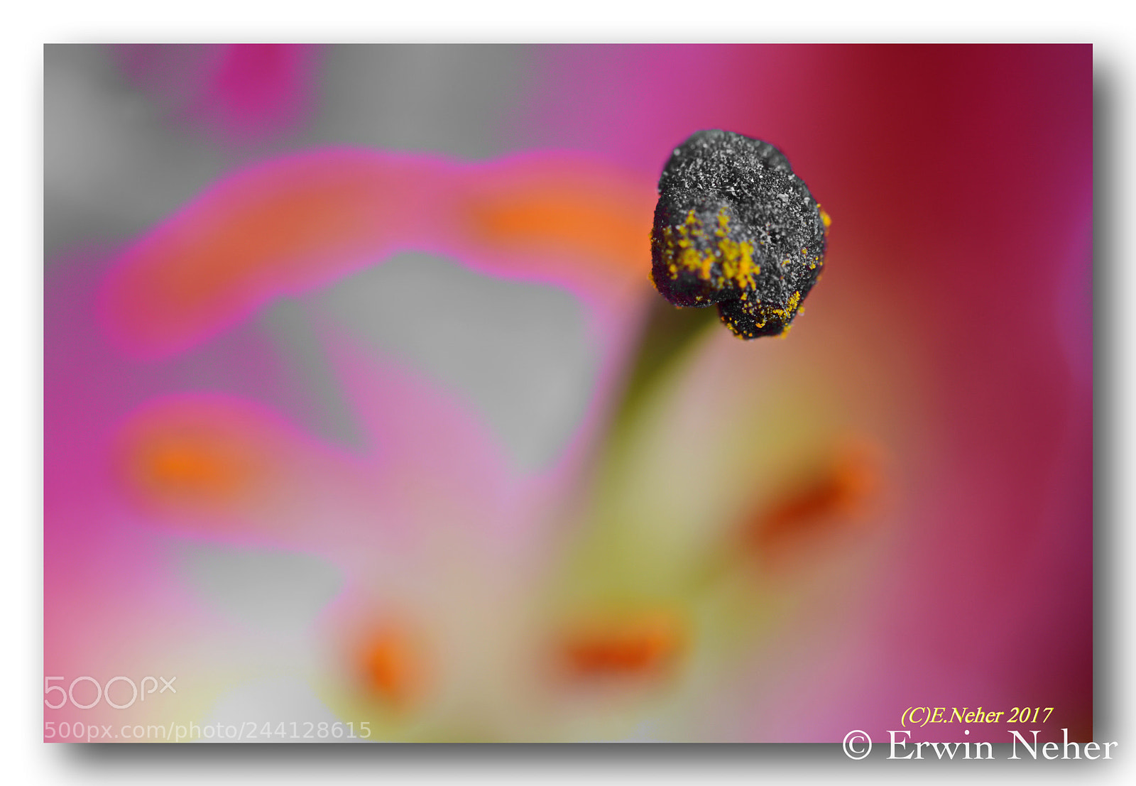 Nikon D7100 sample photo. Macro photography