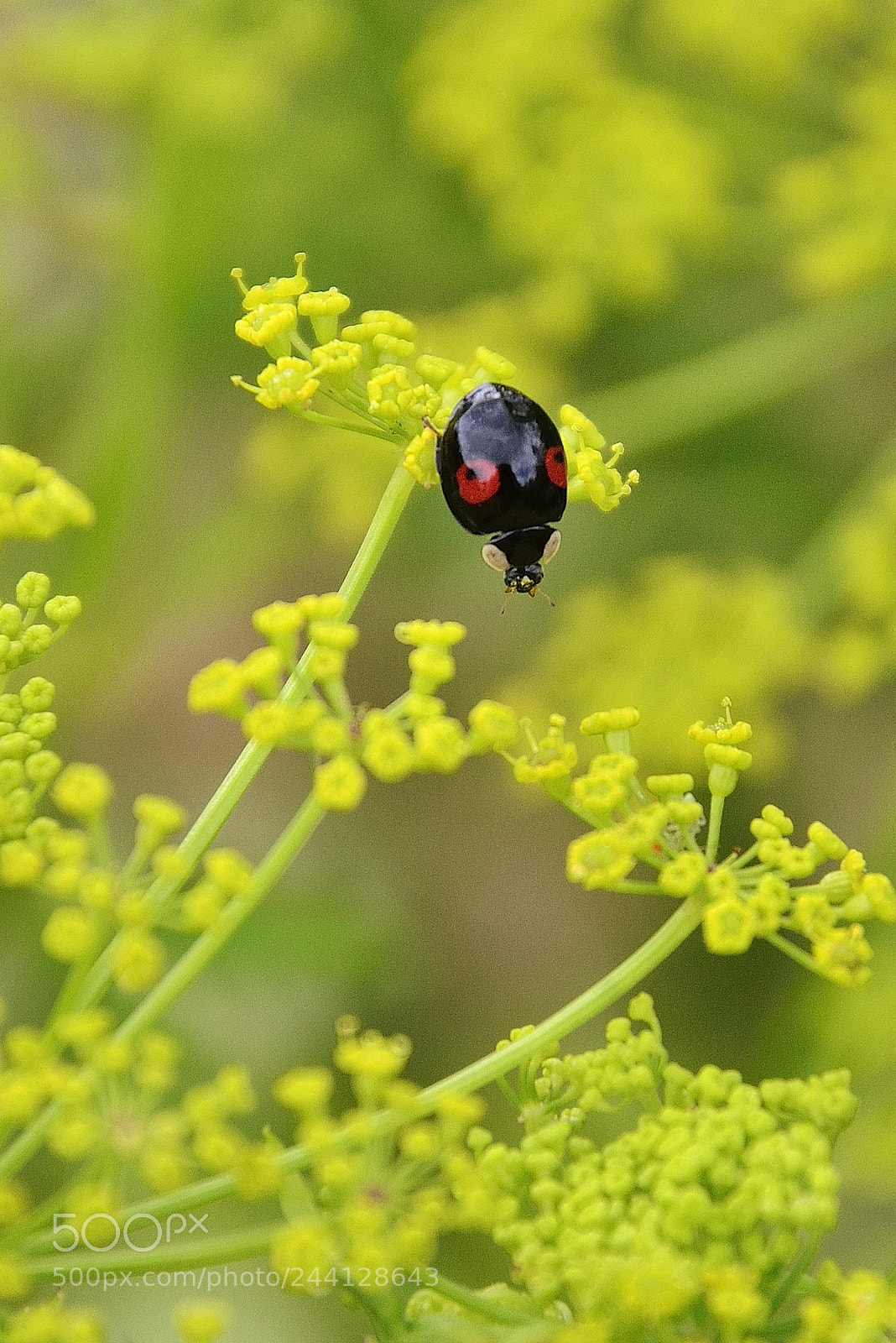 Nikon D5100 sample photo. Plus verte ailleurs? photography
