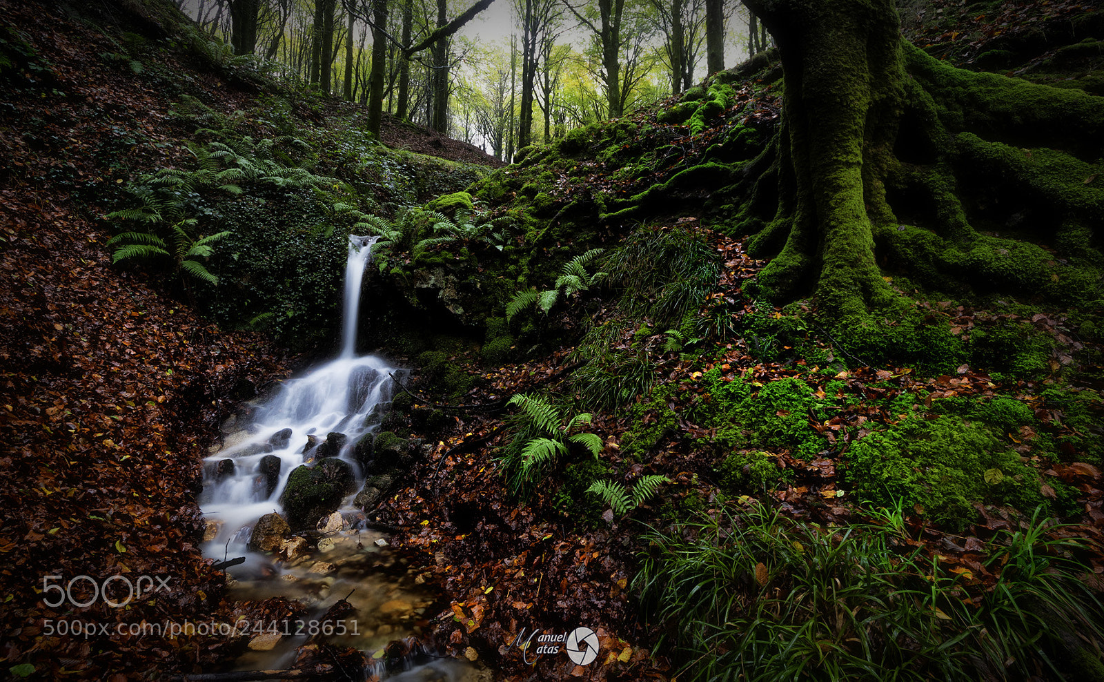 Canon EOS 7D Mark II sample photo. The enchanted forest photography