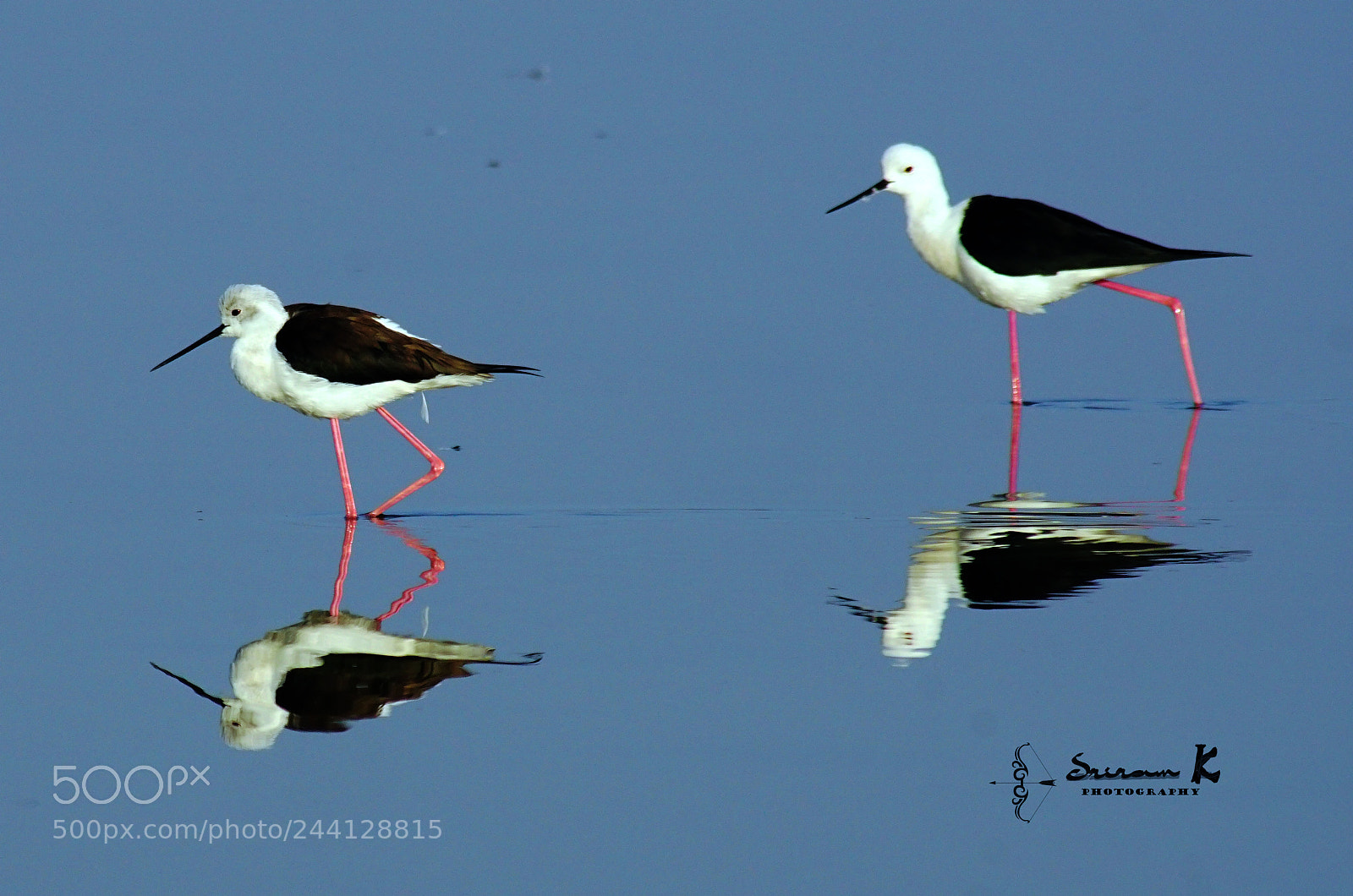Sony ILCA-77M2 sample photo. Stilt photography