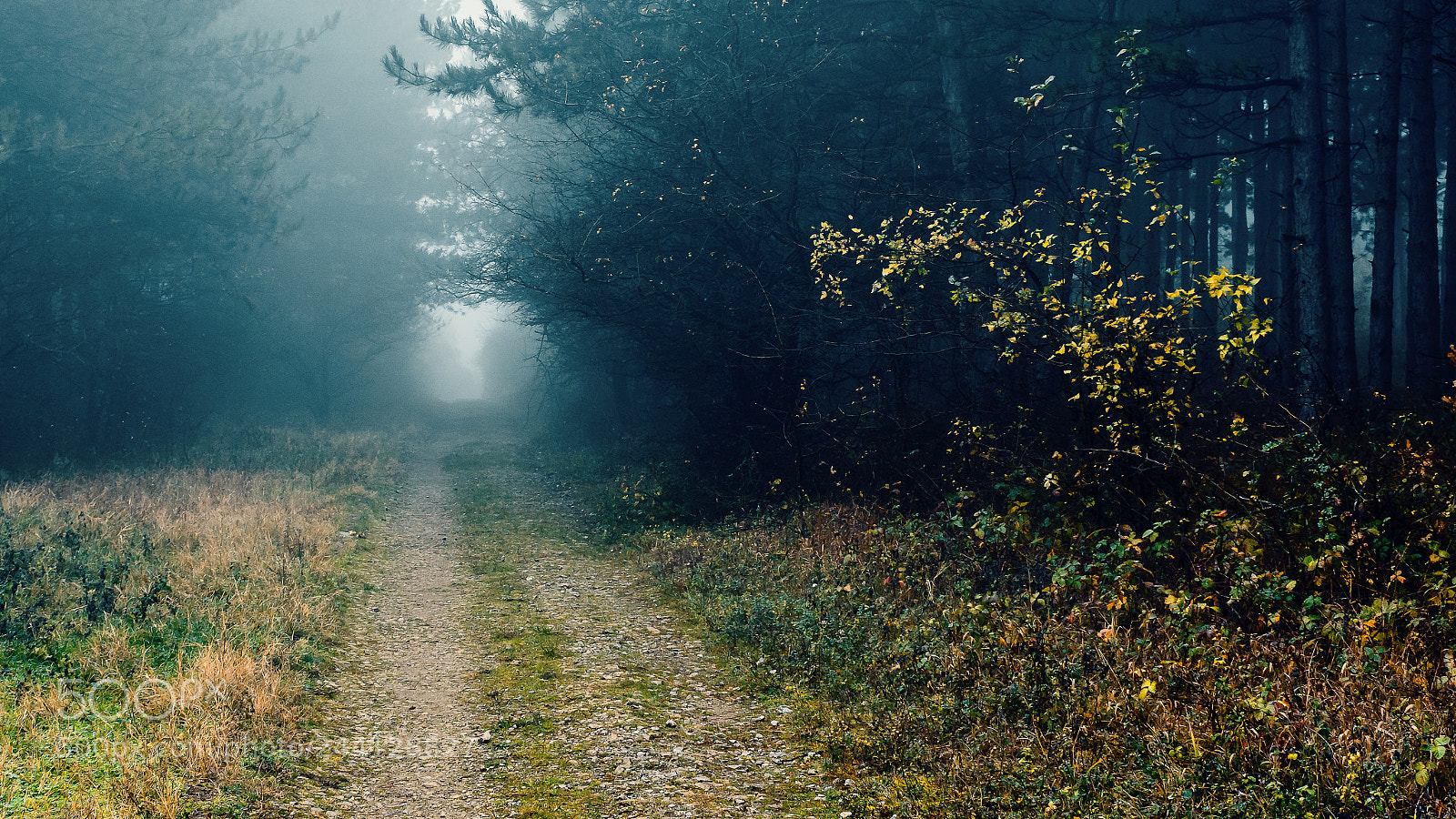 Nikon D7200 sample photo. Misty woods photography