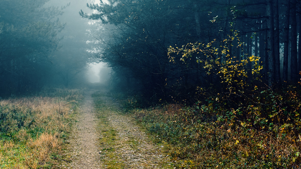 Misty woods by Milen Mladenov on 500px.com