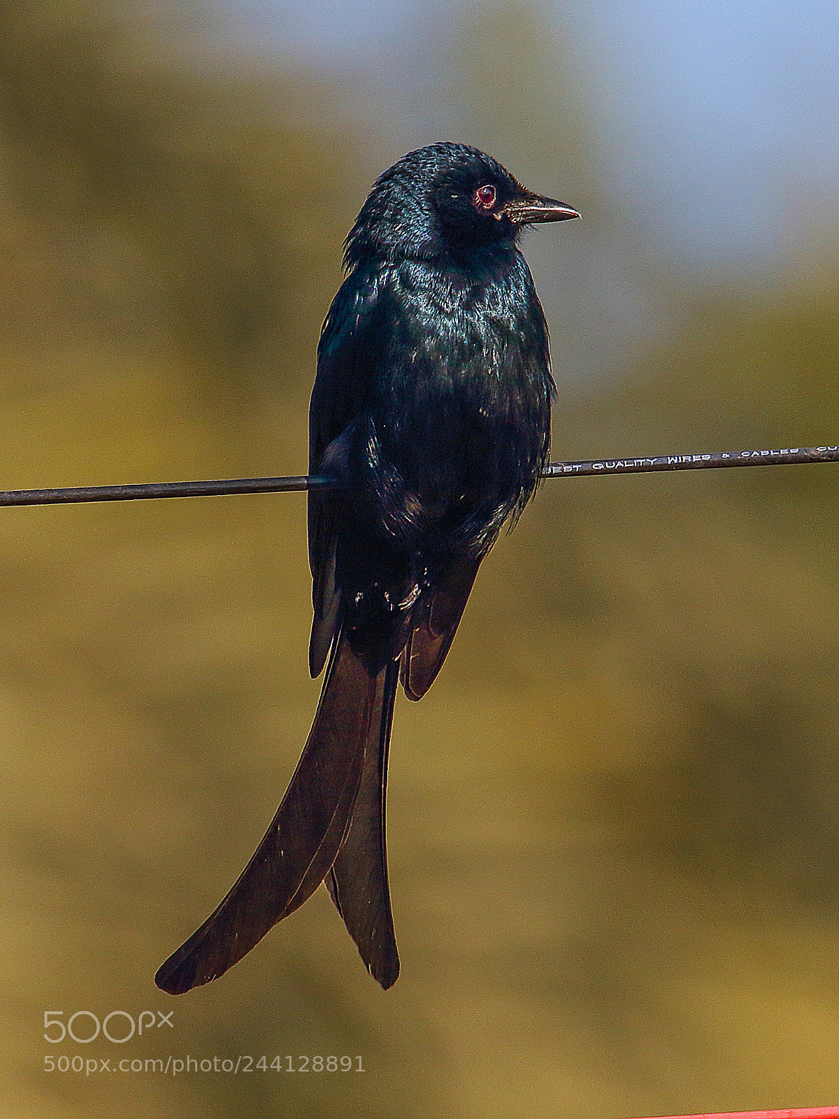 Canon EOS 7D Mark II sample photo. Black drongo photography