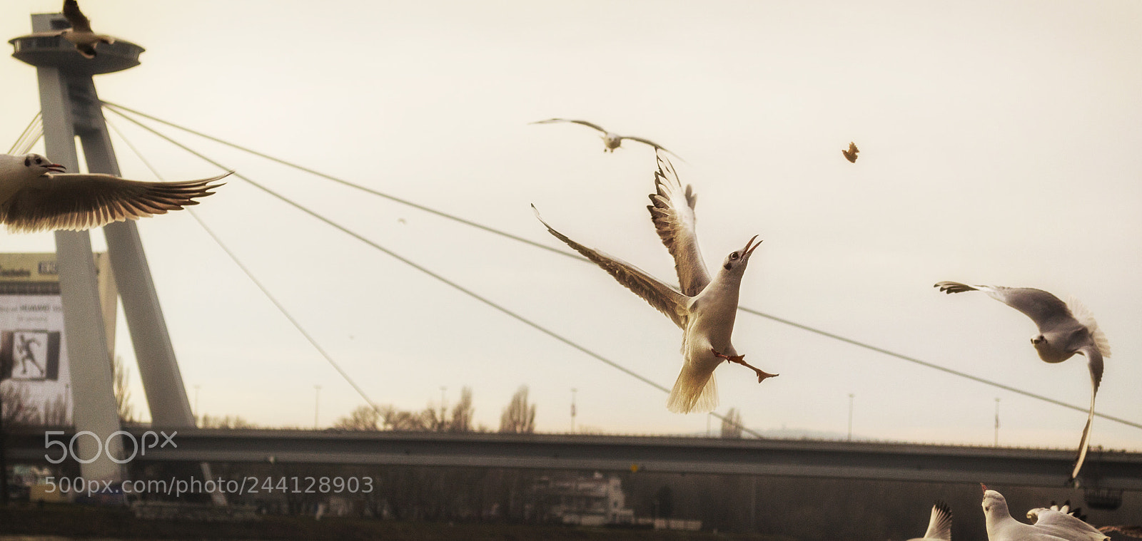 Nikon D3100 sample photo. Seagull attack photography