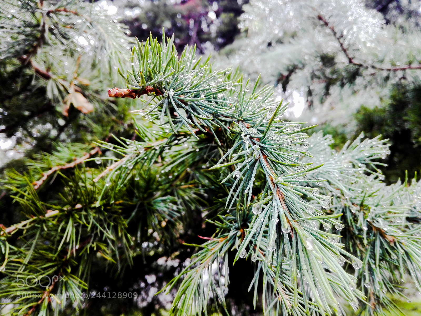 HUAWEI P8 Lite sample photo. Untitled photography
