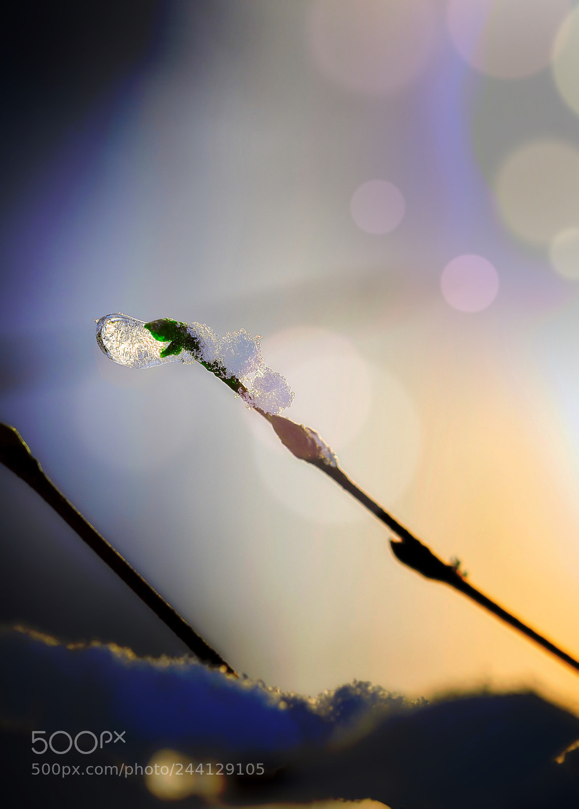 Nikon D800E sample photo. Ice photography