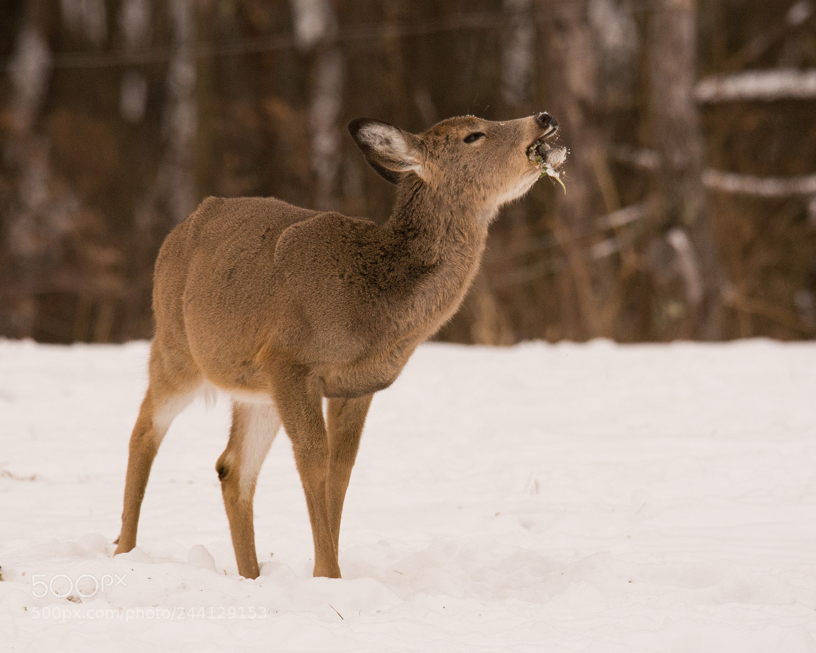 Nikon D7100 sample photo. Whitetail feeding in winter photography