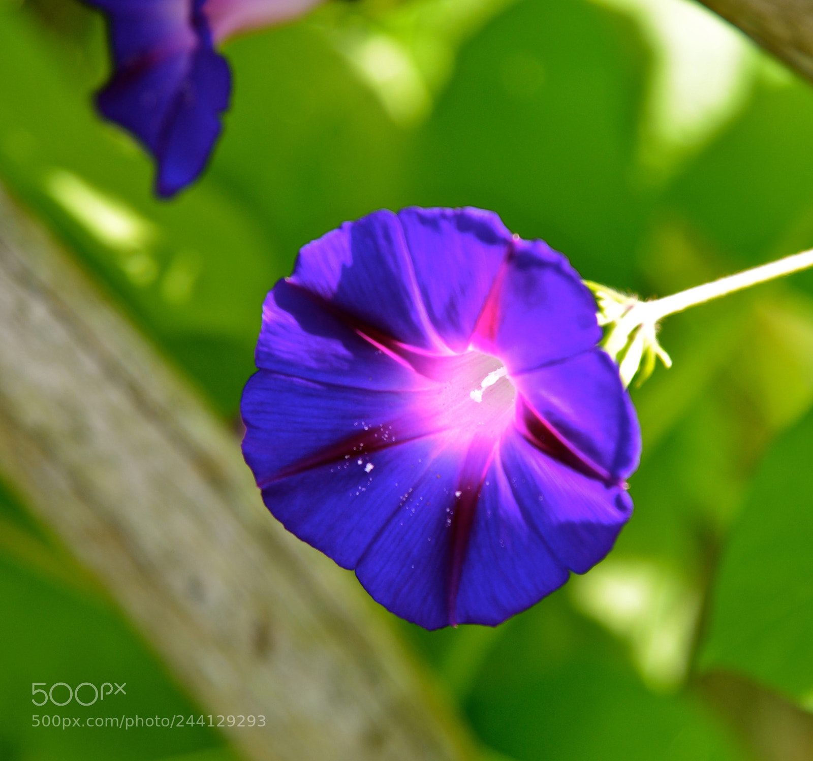 Nikon D600 sample photo. Kissed by the sun photography