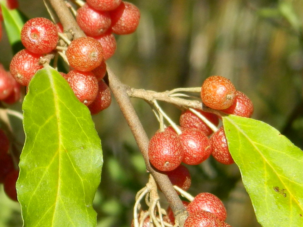 Nikon COOLPIX L310 sample photo. Autumn olive photography