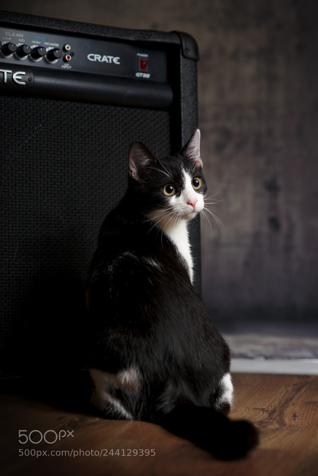 Nikon D610 sample photo. Cat rock's photography