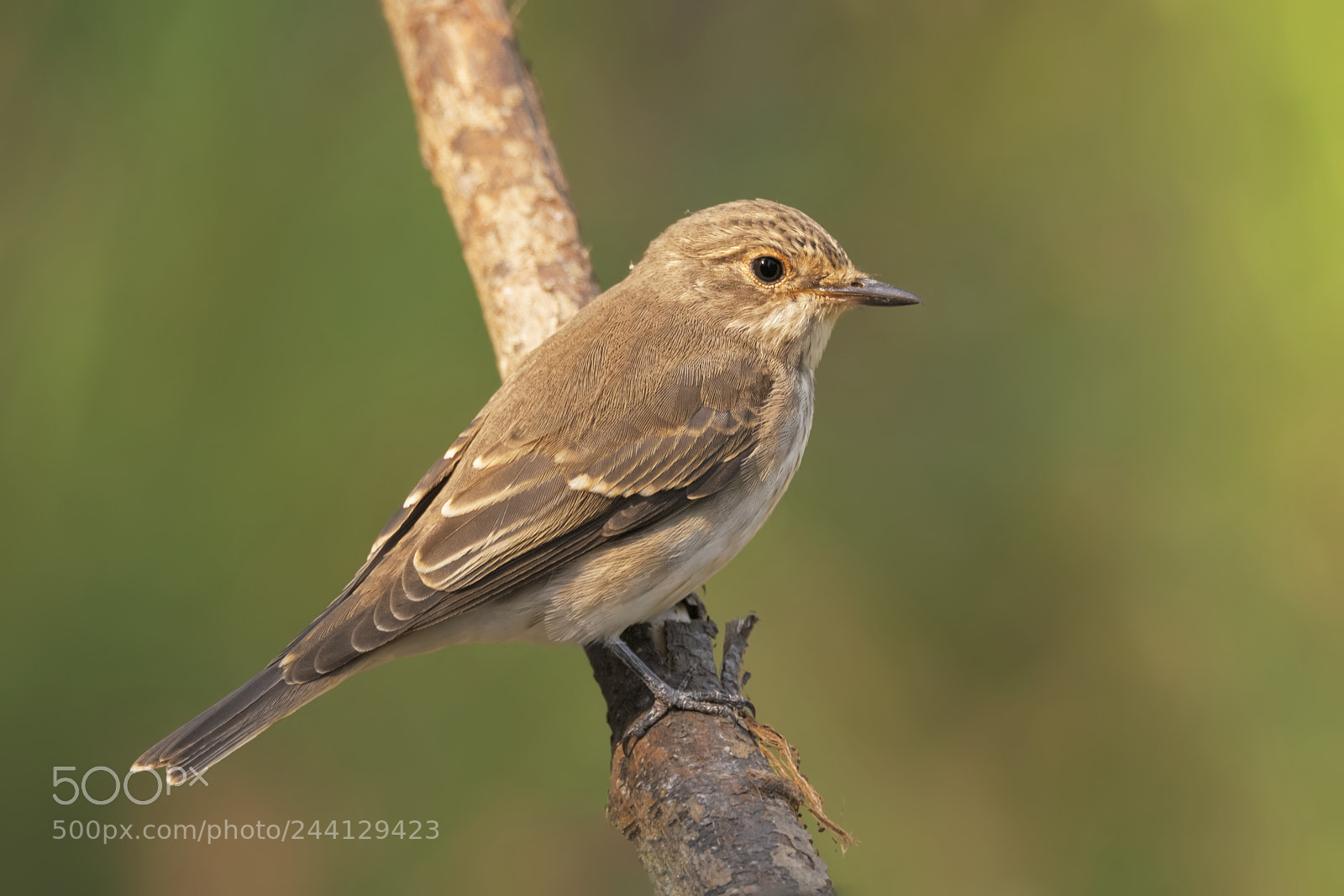 Nikon D810 sample photo. Spotted flycatcher photography