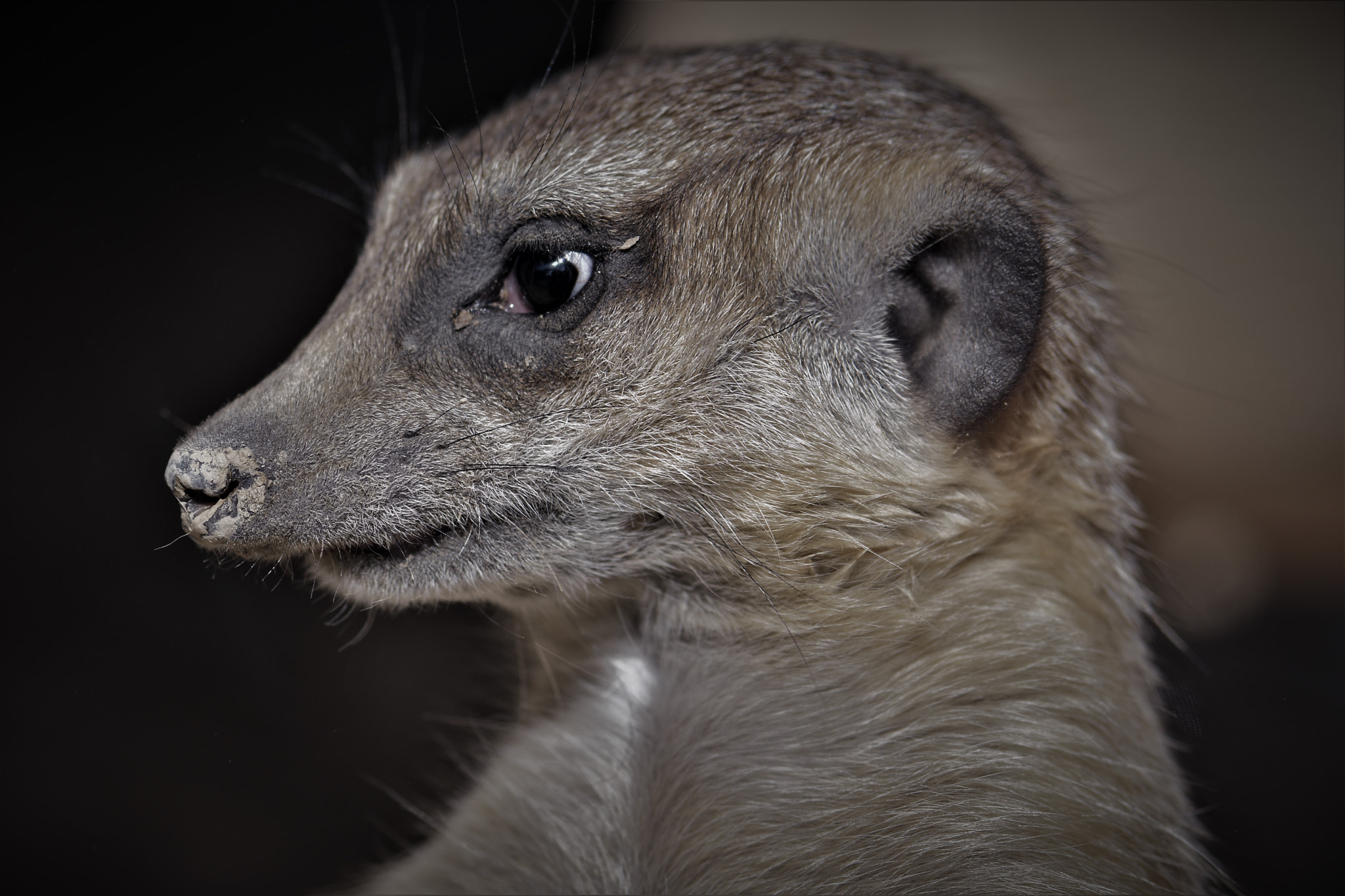 Nikon AF-S Micro-Nikkor 105mm F2.8G IF-ED VR sample photo. Portrait of a meerkat ! photography
