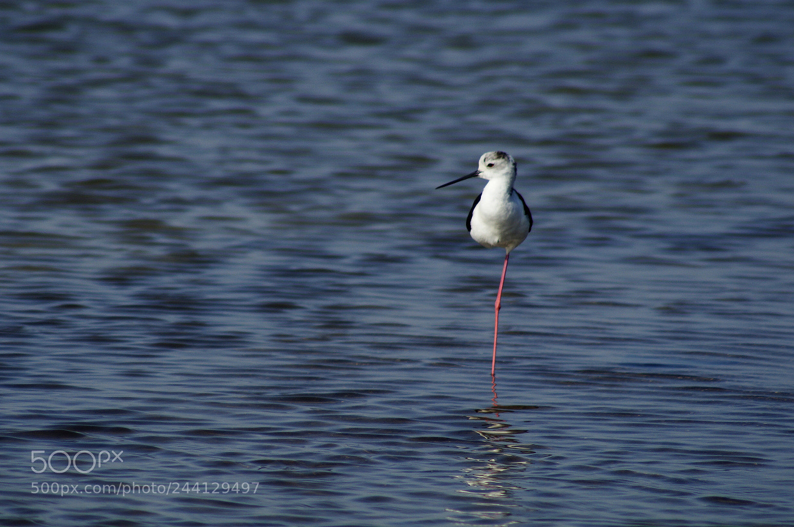 Sony SLT-A57 sample photo. Stilt photography