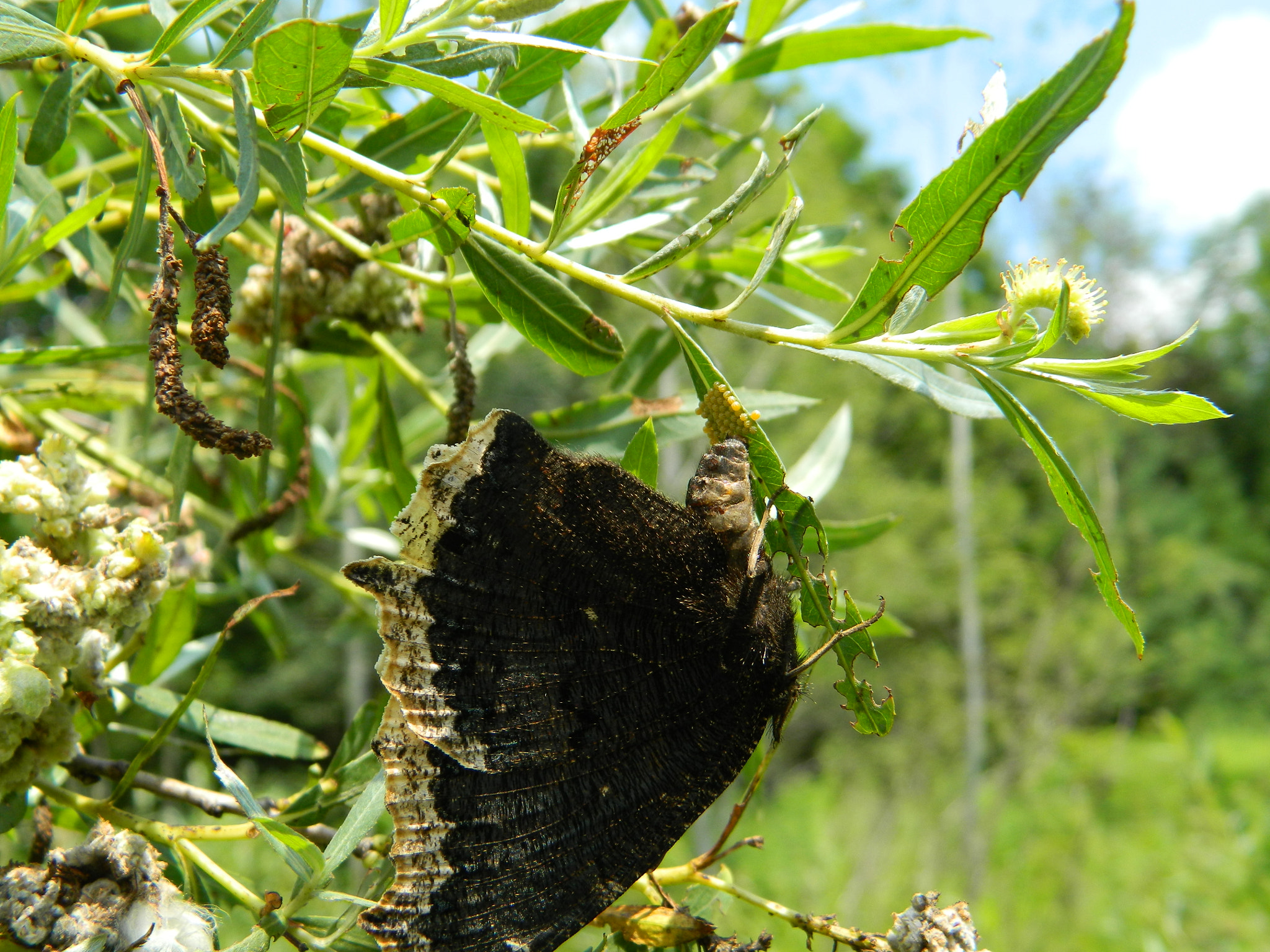 Nikon COOLPIX L310 sample photo. Butterfly laying eggs photography