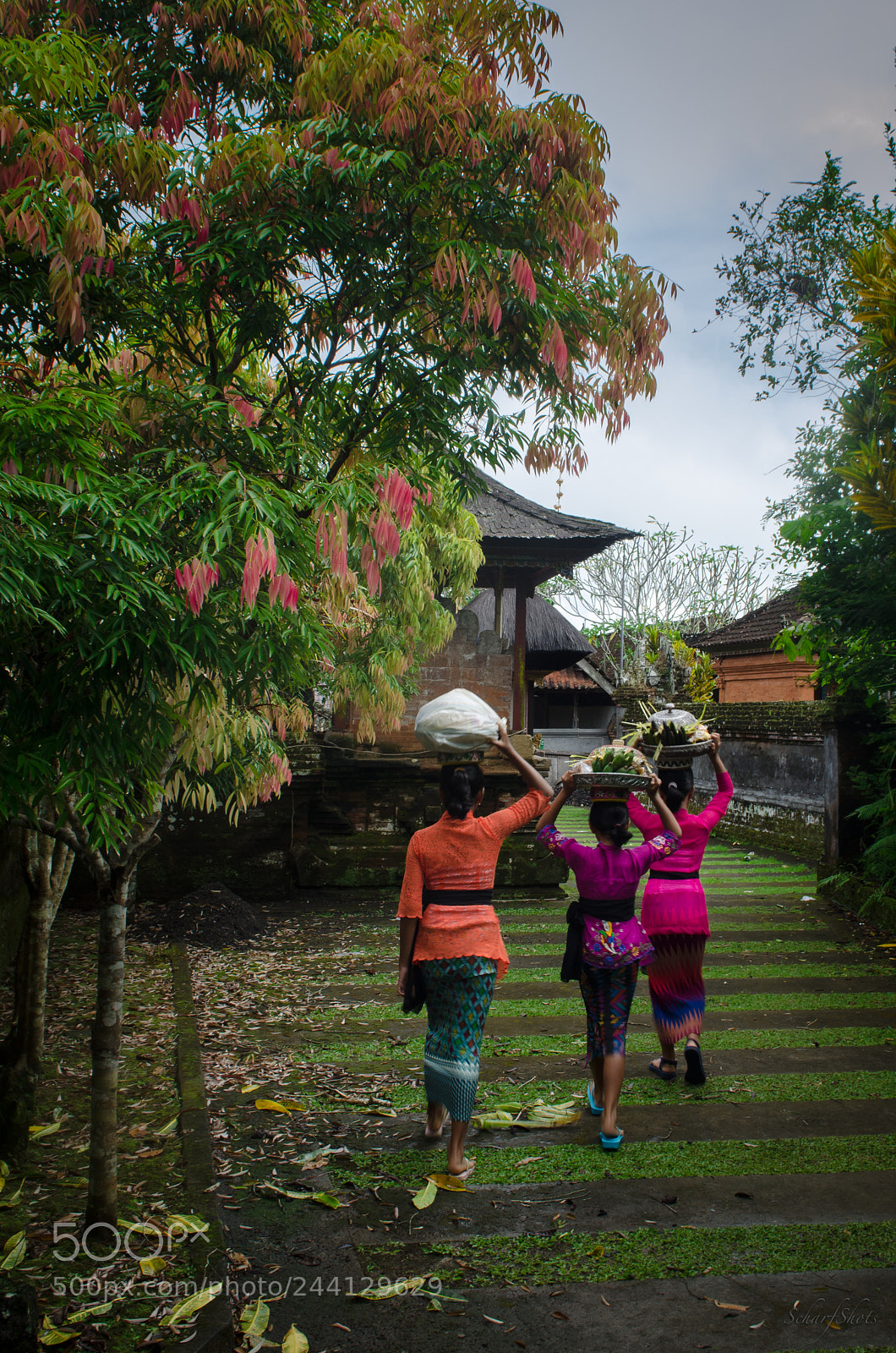 Nikon D5100 sample photo. The triumph photography