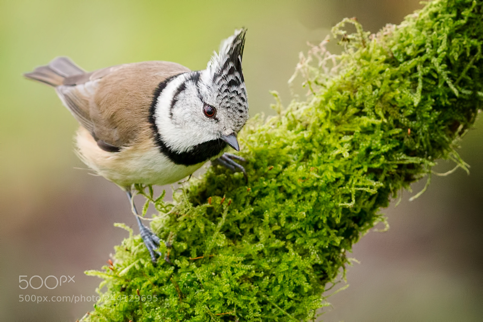 Canon EOS-1D X sample photo. Crested tit photography