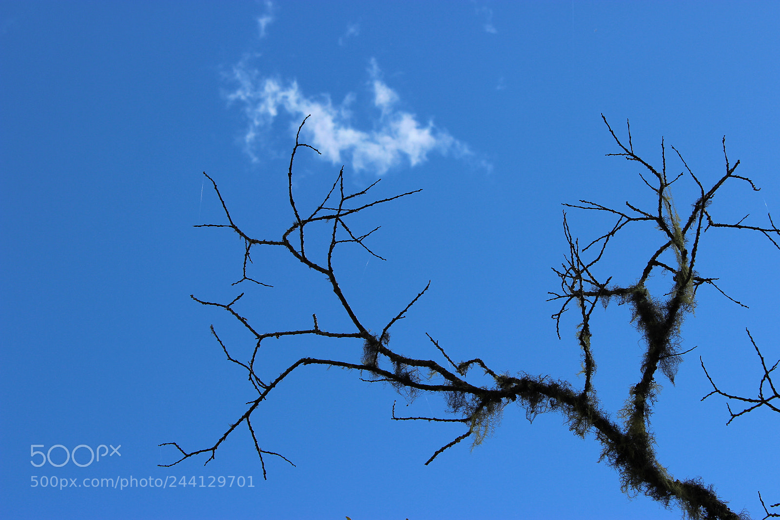Canon EOS 600D (Rebel EOS T3i / EOS Kiss X5) sample photo. A dying tree photography