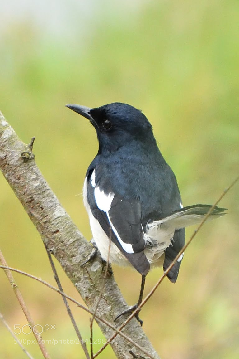 Nikon D500 sample photo. Eurasian magpie photography