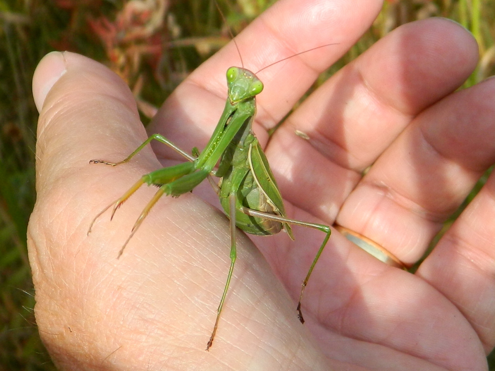 Nikon COOLPIX L310 sample photo. Praying mantis photography