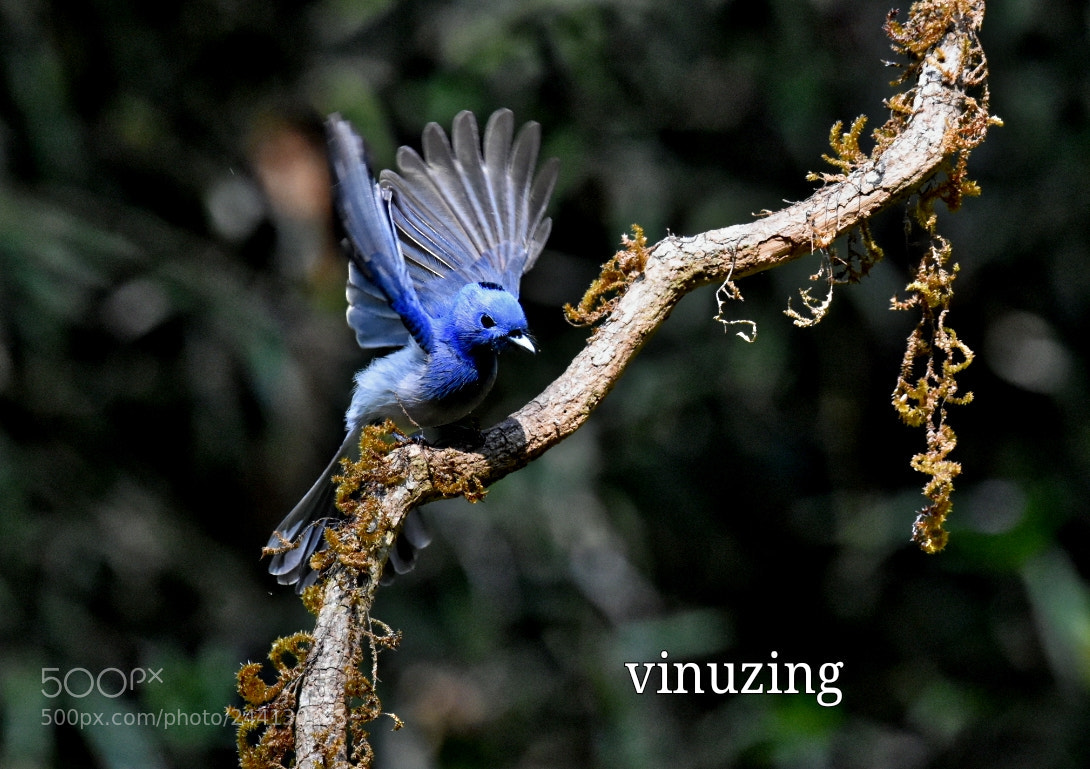 Nikon D7200 sample photo. Bird photography