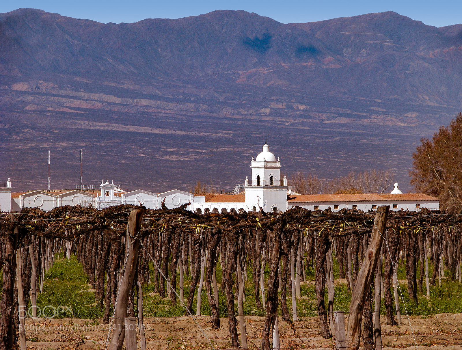 Canon POWERSHOT S5 IS sample photo. El esteco vineyard photography