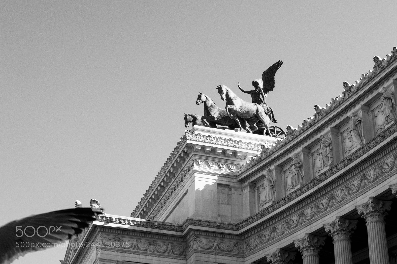 Nikon D7100 sample photo. Wings photography