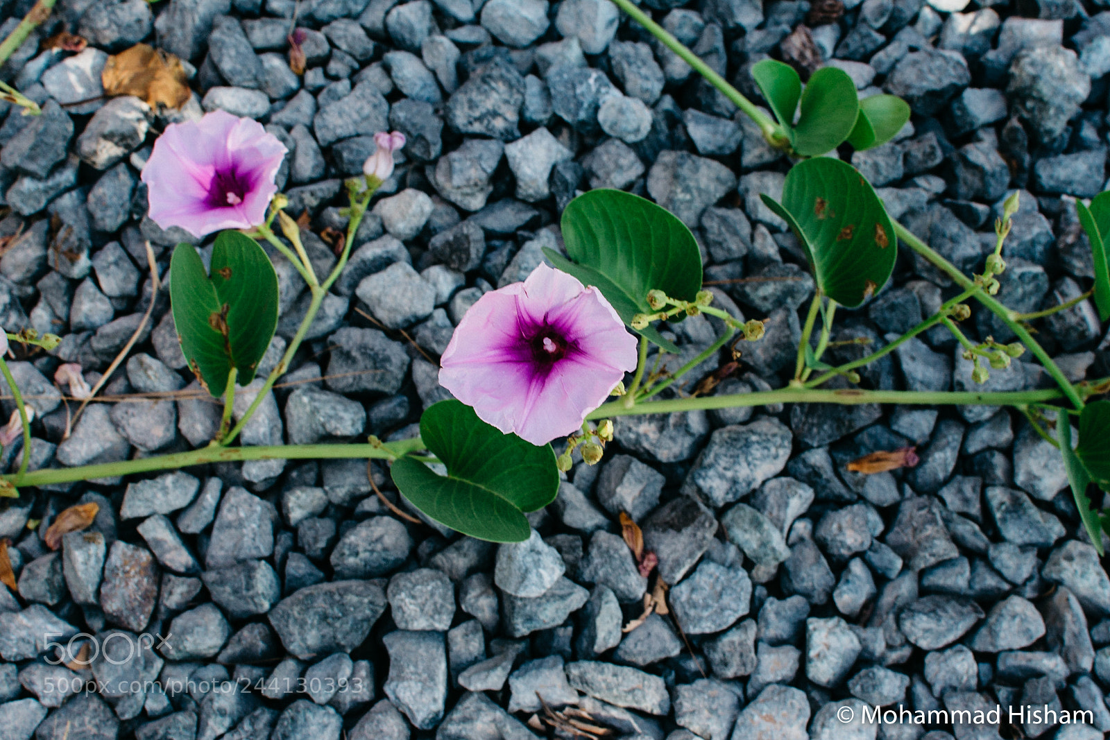 Nikon D3400 sample photo. From lapita days photography