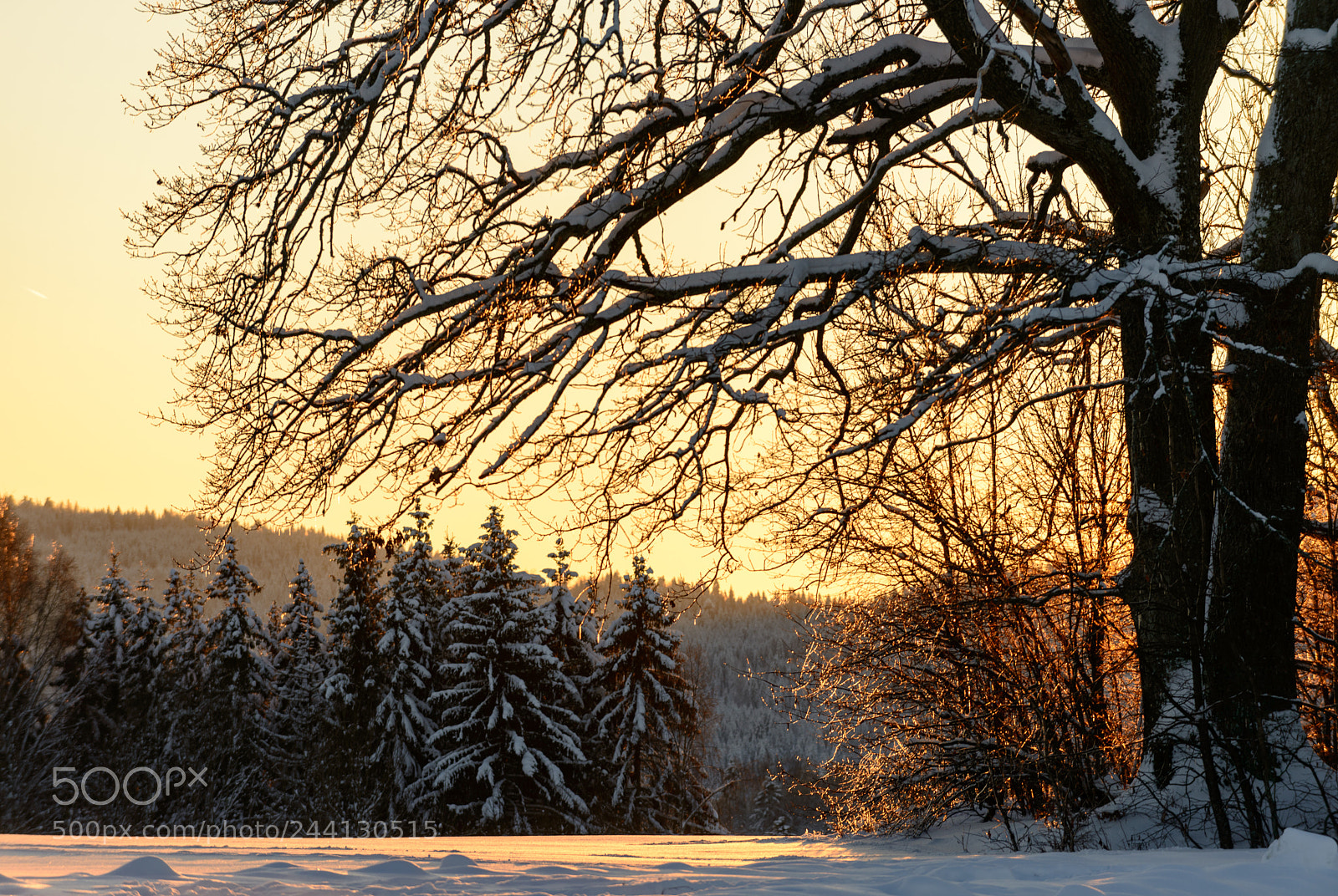 Nikon D800 sample photo. Silhouette tree photography